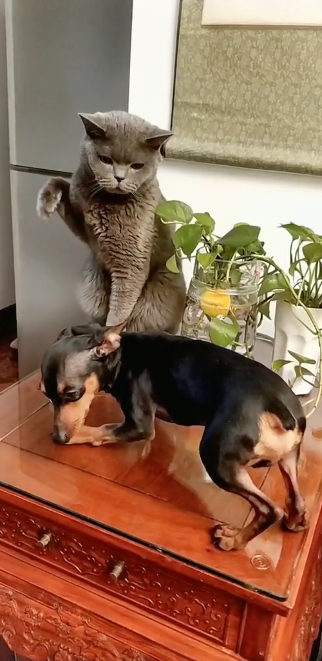 又在欺负狗狗了.