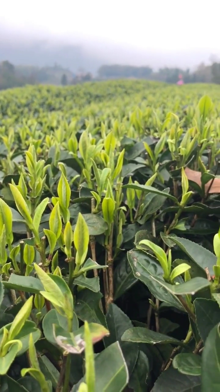 白毫银针的茶山,绿油油的茶青