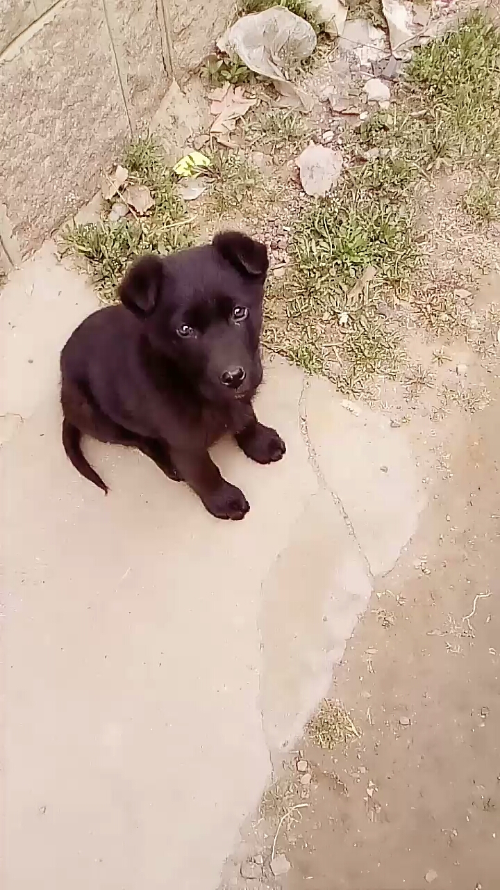 德牧跟拉布拉多串种