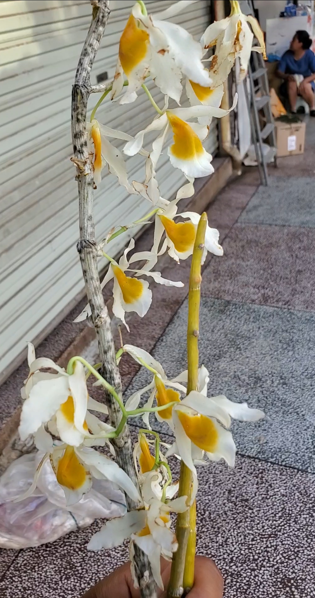 花卉#素花晶帽石斛