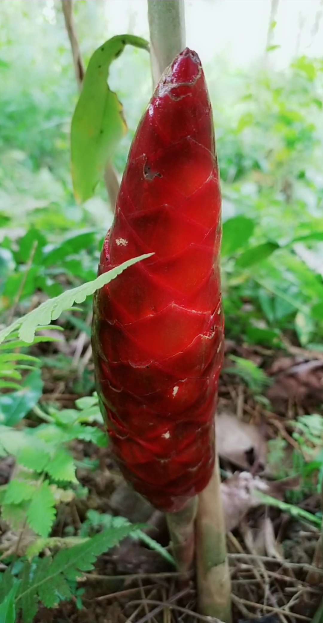 认识中草药#珊瑚姜:作用消肿止痒用于感冒咳嗽腰痛腹泻-度小视