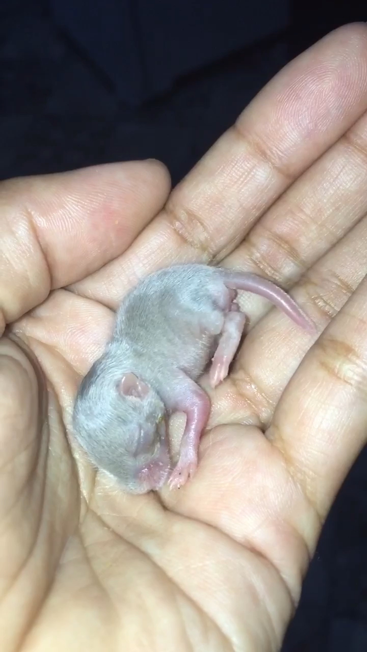 萌翻了,小松鼠生宝宝啦