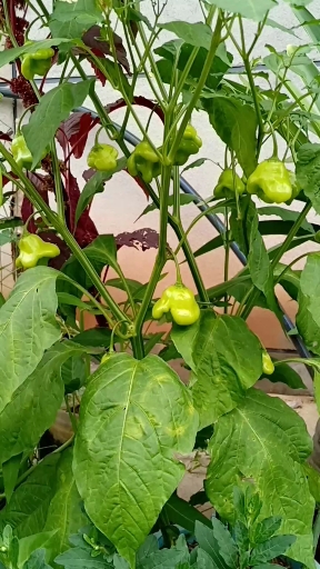 最潮劳动者#元宝辣椒