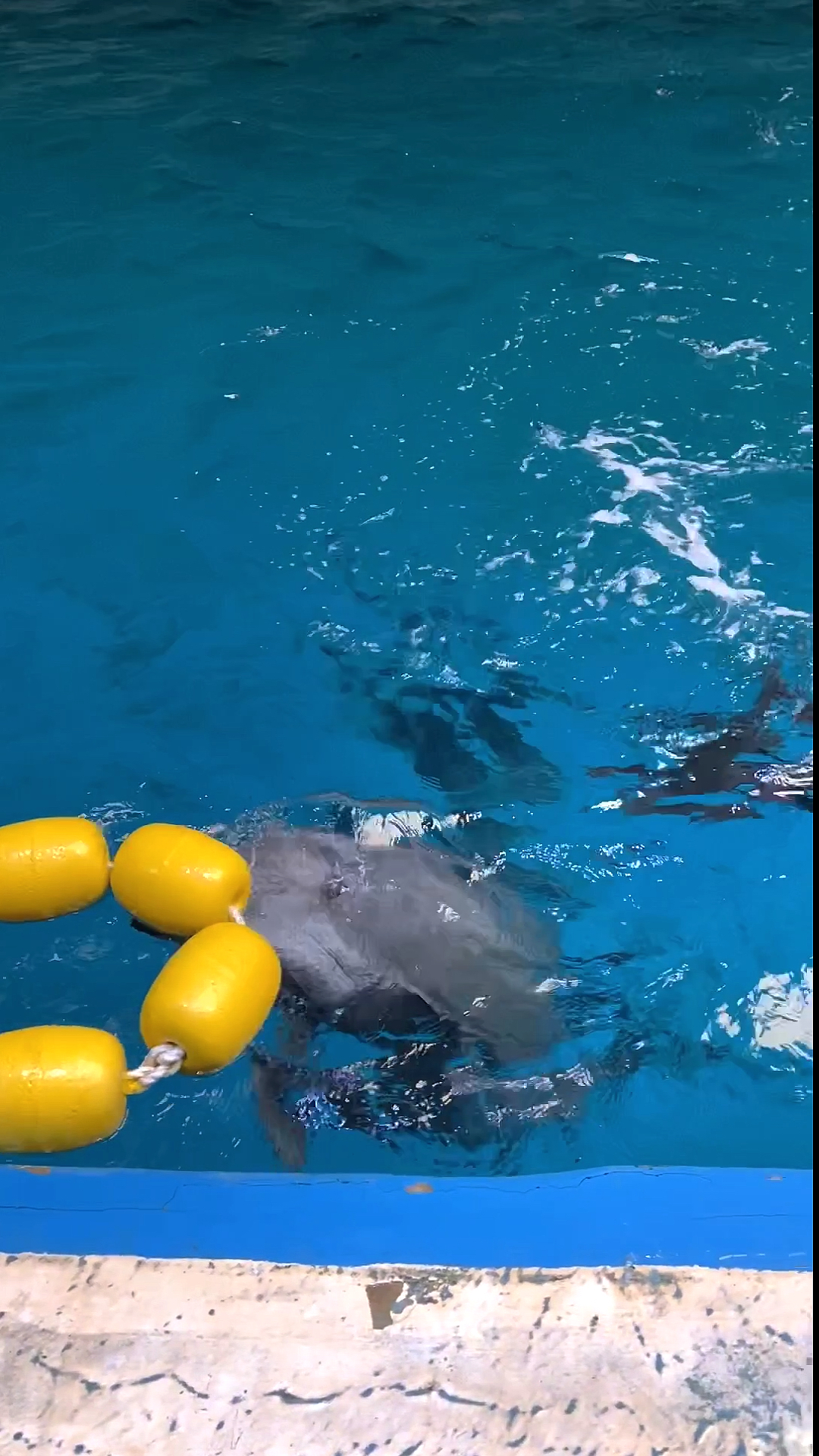 宠物最可爱的样子#一群可爱的小海豚