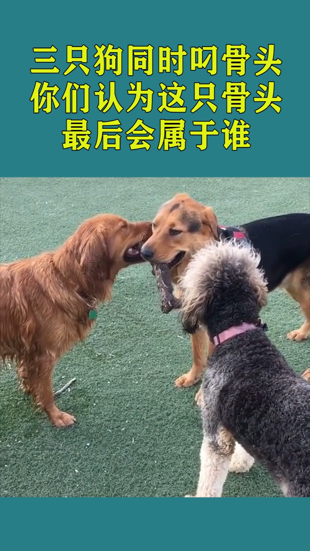 搞笑萌宠三只狗同时叼骨头你们认为这只骨头最后会属于哪只狗