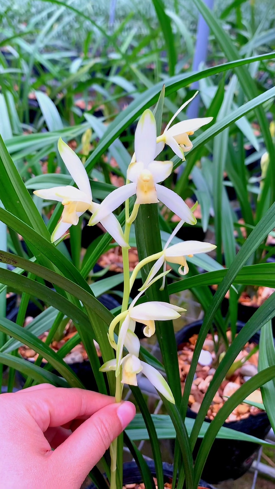 兰花#是花总会开,建兰青山玉泉,晚开的花,颜色对比度强-度小视