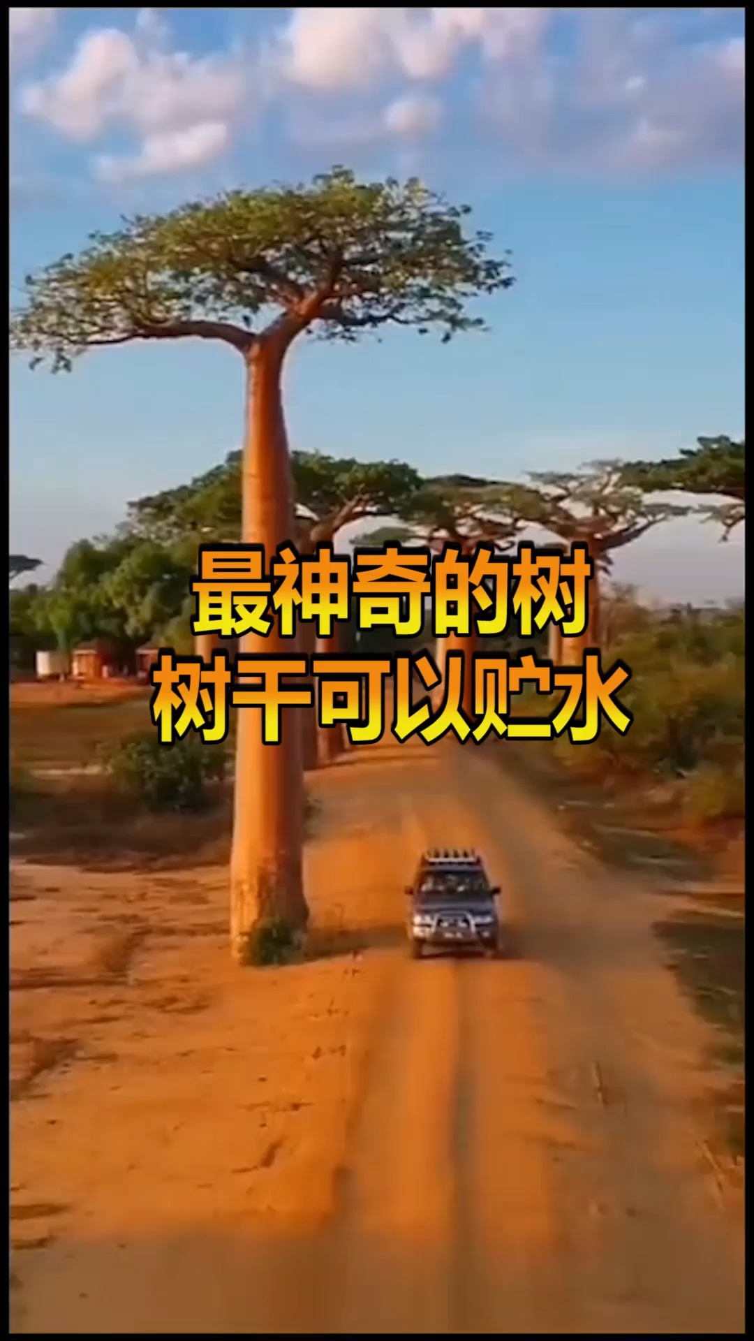 奇趣#猴面包树蕴藏着大量的水分,还可以当房子居住,也是非常的神奇了