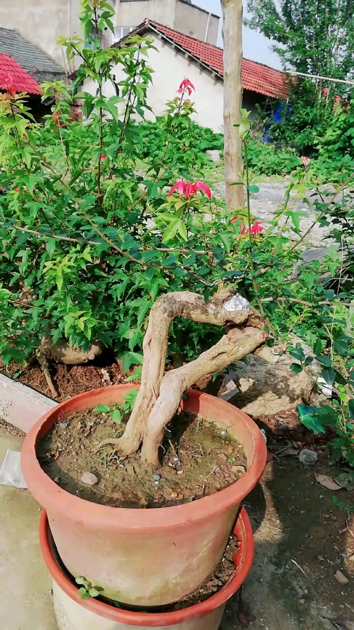 盆景爱好#小三放养中,三角枫小叶盆景素材