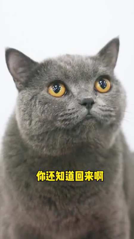 猫小歪:你们有试过用这种语气跟爸爸说话吗?