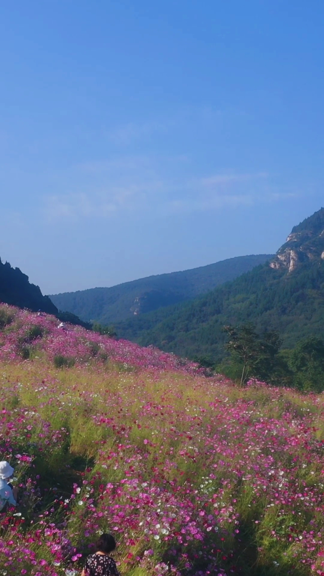 济南龙鼎大道格桑花图片