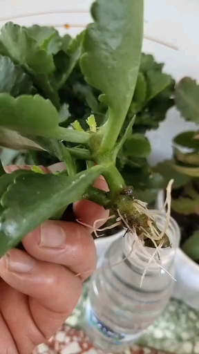 把开过的长寿花剪下五厘米左右,放在矿泉水瓶中,生出根,这样扦插成活