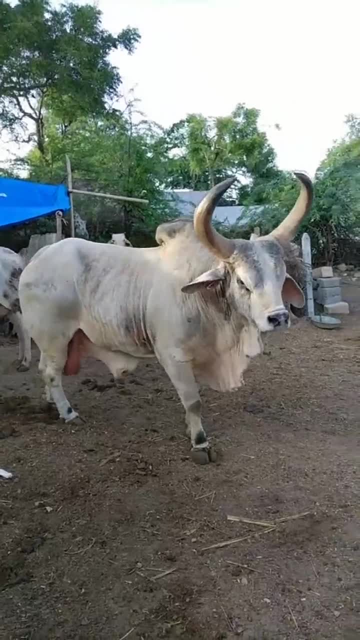 外国农村遇到"四不像",这造型简直没谁了,大家觉得它更像哪种动物