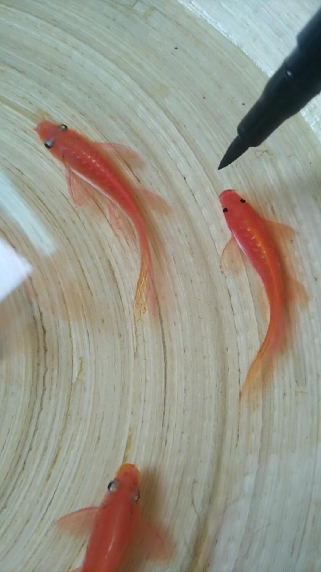 画画原来如此简单#画几条小红鱼-度小视