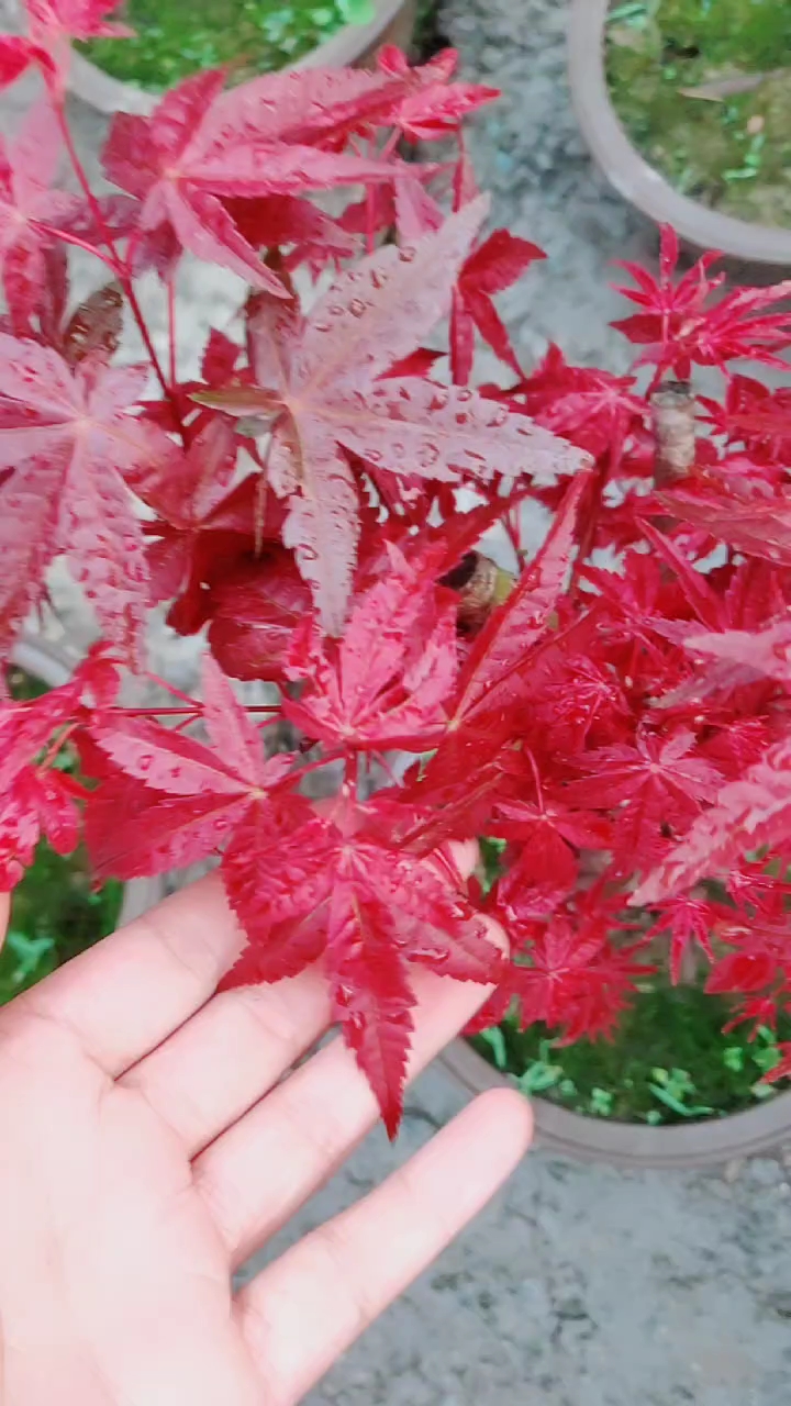 日本原生红舞姬红枫