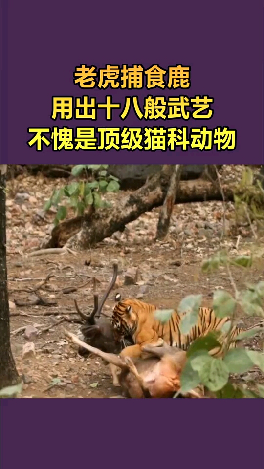 老虎捕食鹿用出十八般武艺不愧是顶级猫科动物