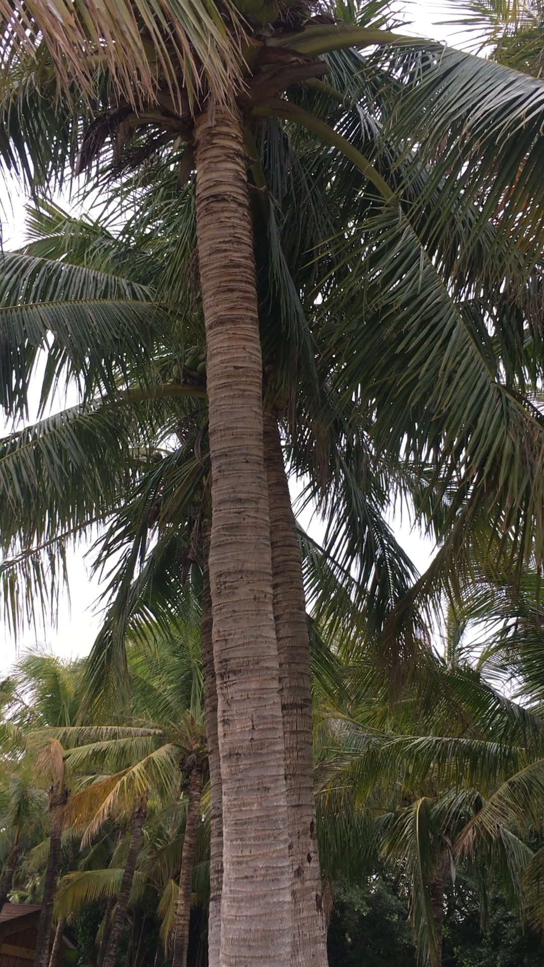 这些椰子树都长椰子了