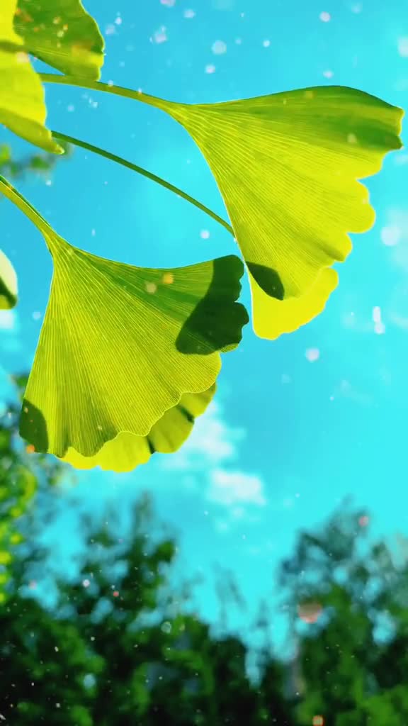 遗憾,随风而去,美好留在心底,给心灵一米阳光,温暖安放.