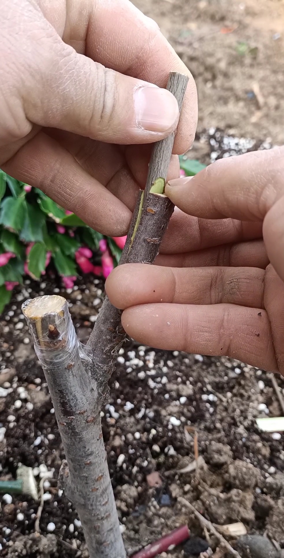 嫁接高手#芽接和劈接大樱珠技术,大家说那个成活率最高?谢谢!