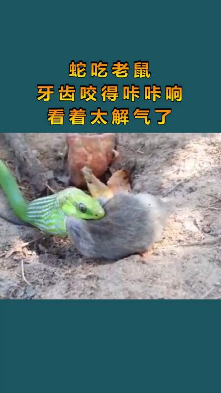 蛇吃老鼠,牙齿咬得咔咔响,看着太解气了!