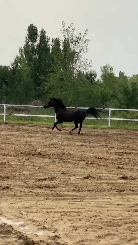 看这匹马策马奔腾的样子,真是帅气啊!