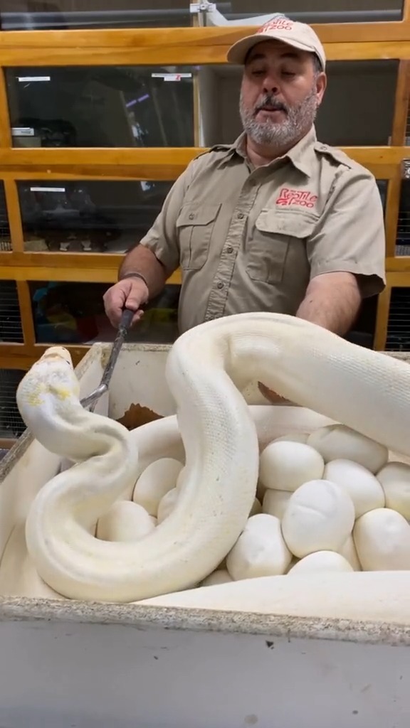 巨大蟒蛇白色图片