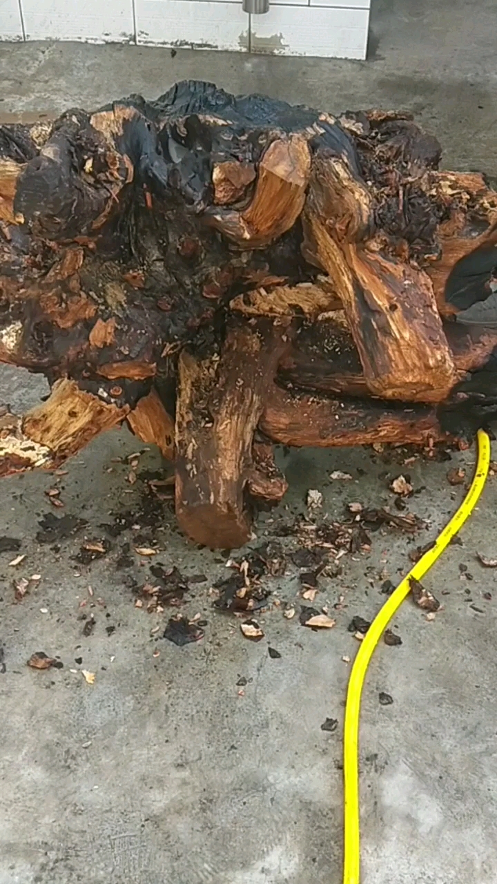 百年以上的杏树根