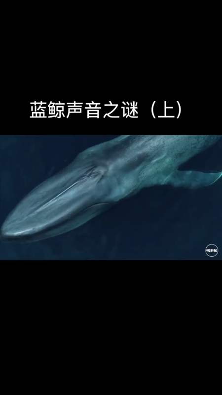 蓝鲸声音变得日益低沉科学家研究40年至今未弄明白真相