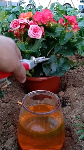 玻璃海棠扦插技术!