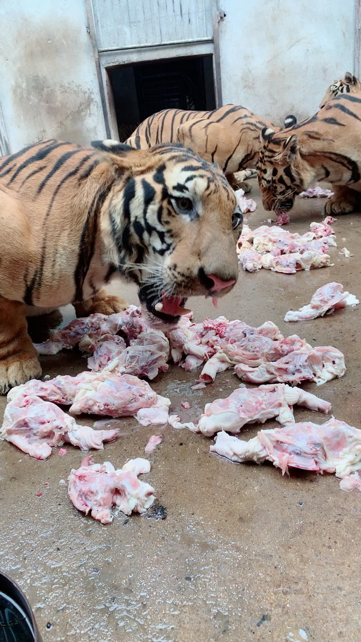 森林之王东北虎吃肉