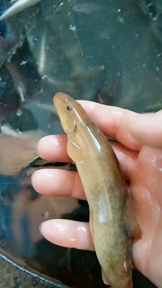 黄泥鳅鱼,俗称,水中人参.