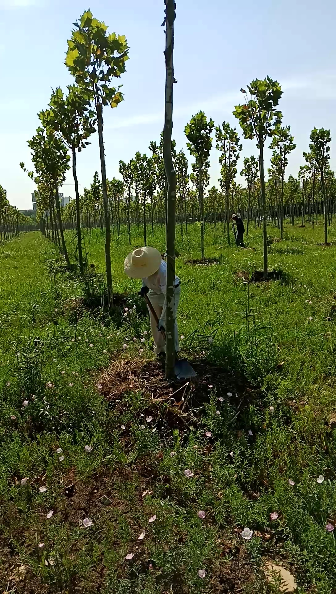 在东西湖种树拍的小视频,分享给大家欣赏一哈