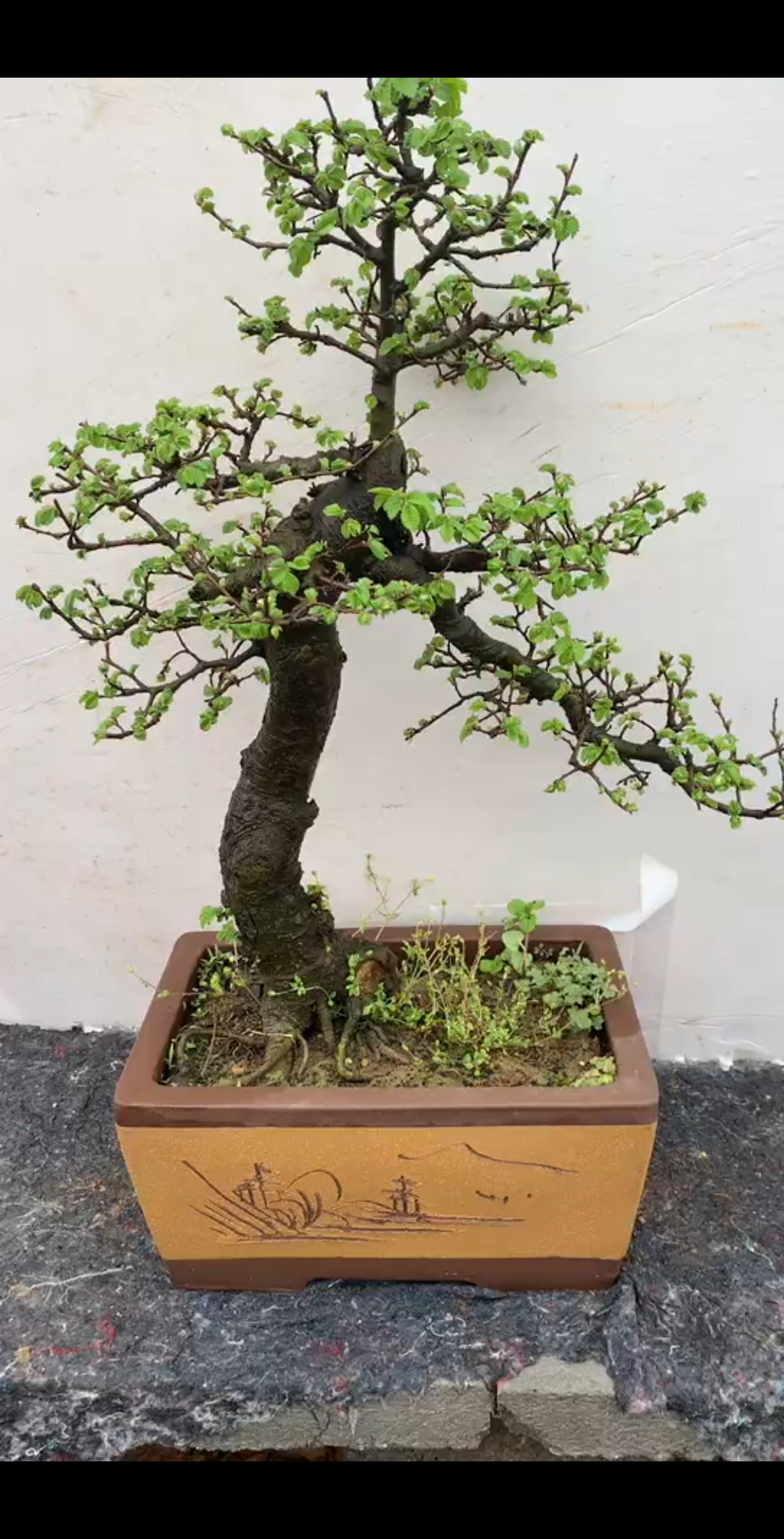 全民正能量#文人榆树