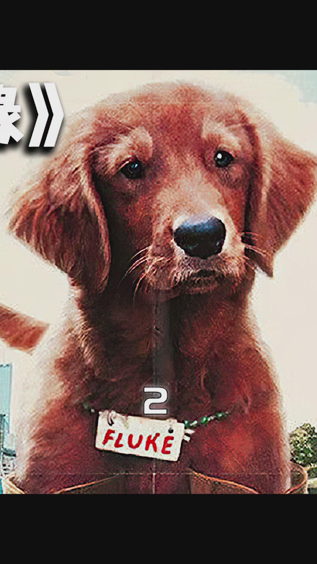 男子投胎变成狗狗后,发现生前的好友,在家中代替了自己的位置