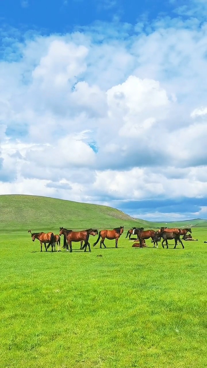 一起感受這份世外桃源的美好吧,呼倫貝爾大草原,旅行,治癒系風景