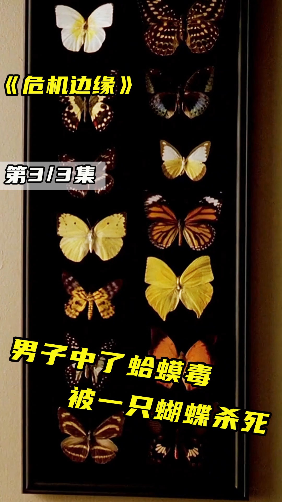 男子中了蛤蟆毒被一只蝴蝶杀死