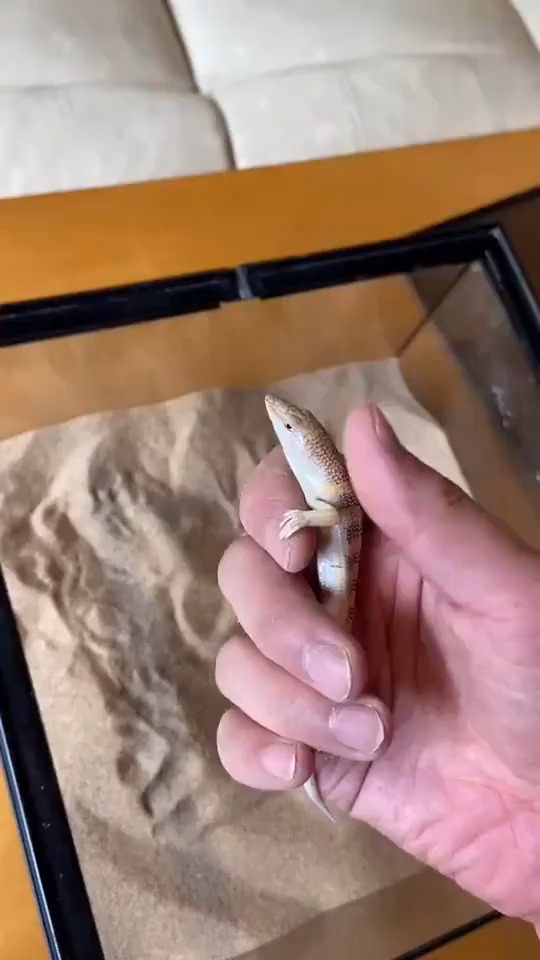 挖掘机砂鱼蜥太好玩了