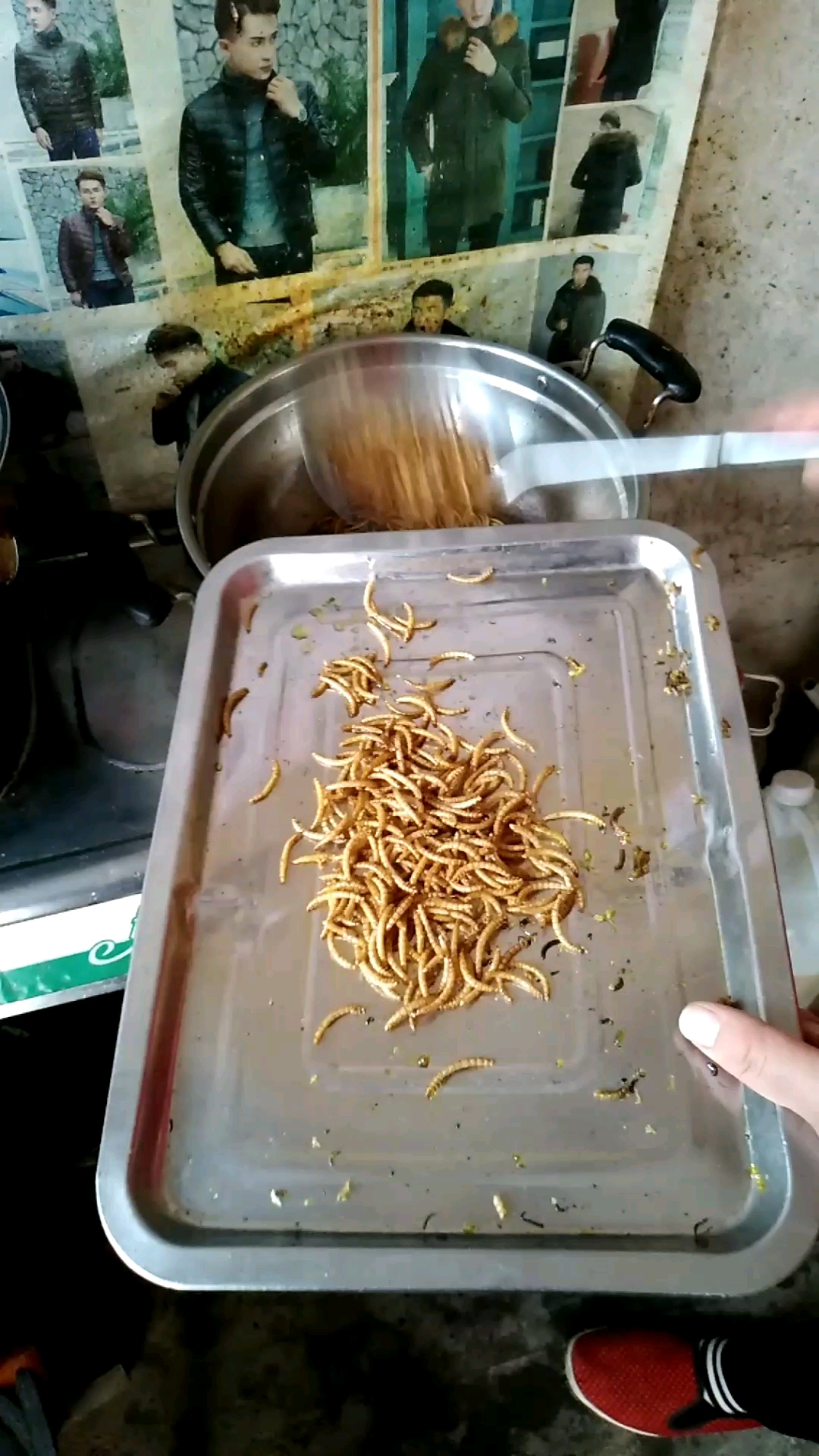 油炸黄粉虫出锅了.想吃吗?高蛋白越吃越香.