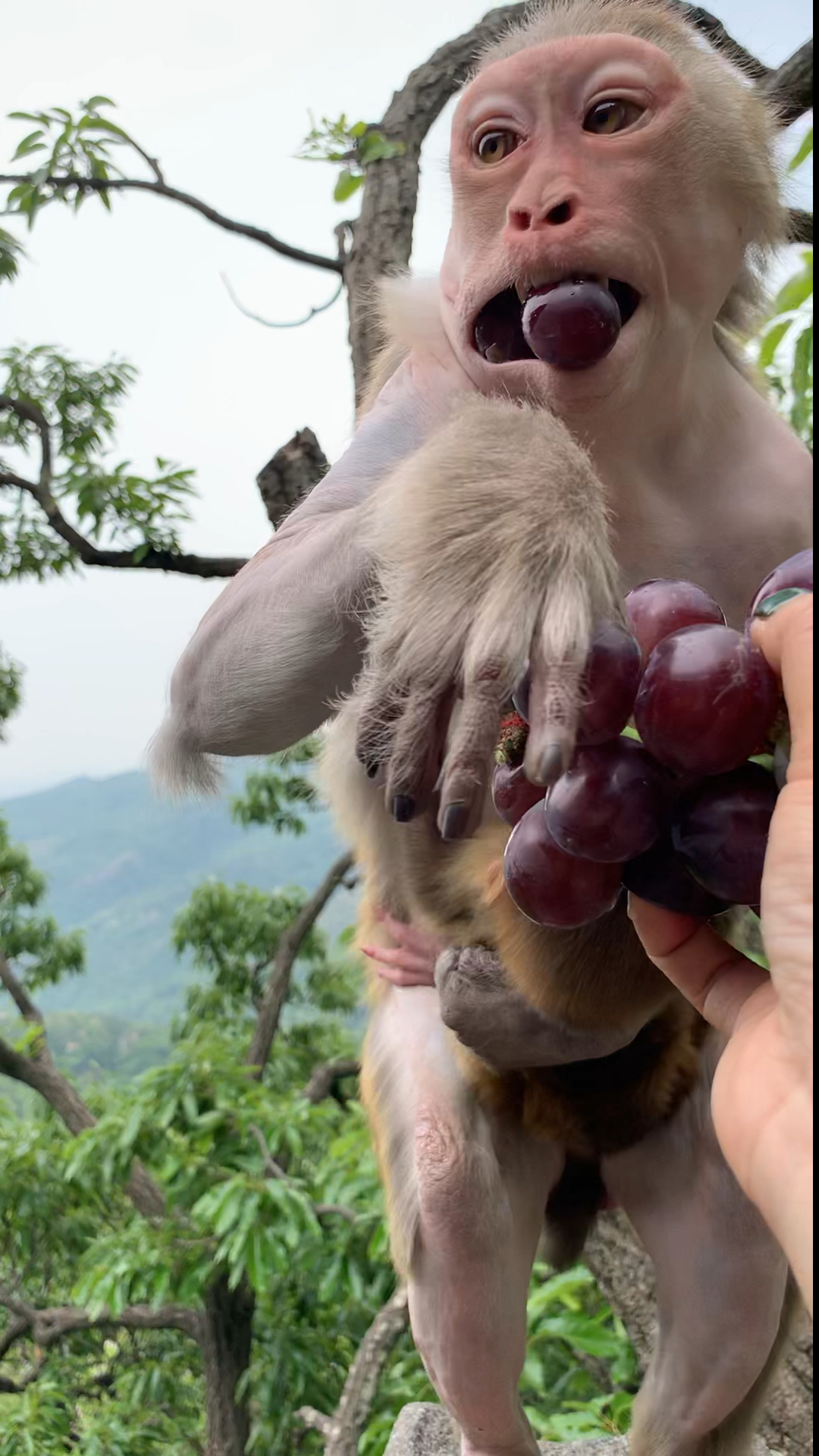 带上全民去旅行#一串葡萄一群猴子抢,光毛急的脸都喊红了