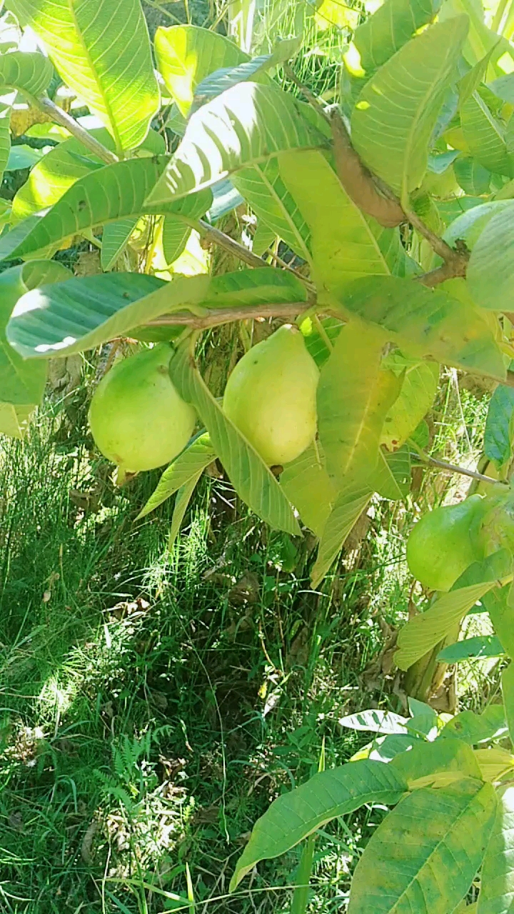 来吃小缅桃,味道不错.