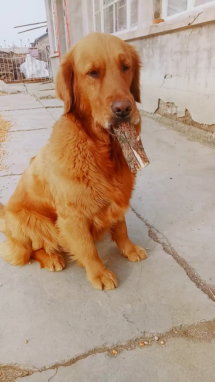 嘴里刚开始不知道被什么东西咬的,原来是木头.