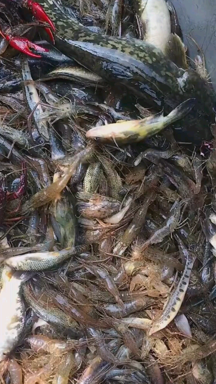 收地笼全是鱼虾