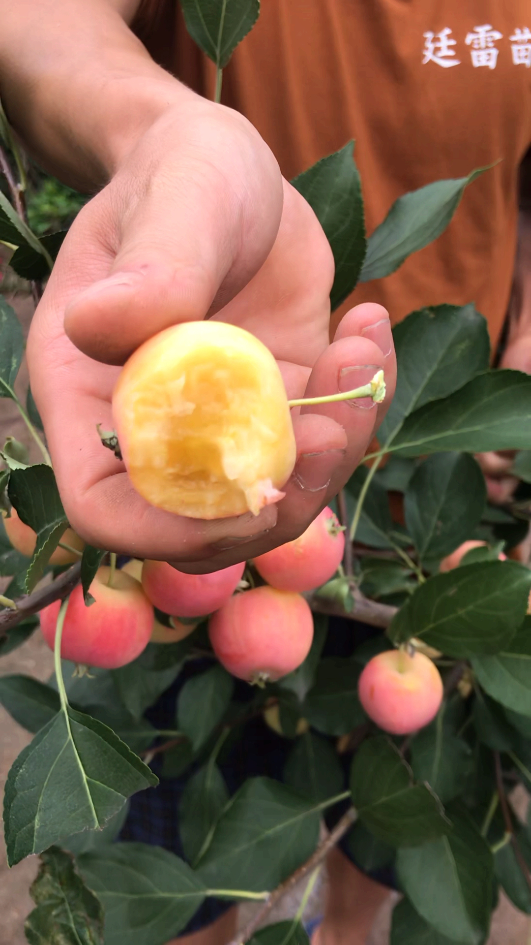 寻找最牛手艺人#黄太平沙果成熟-度小视