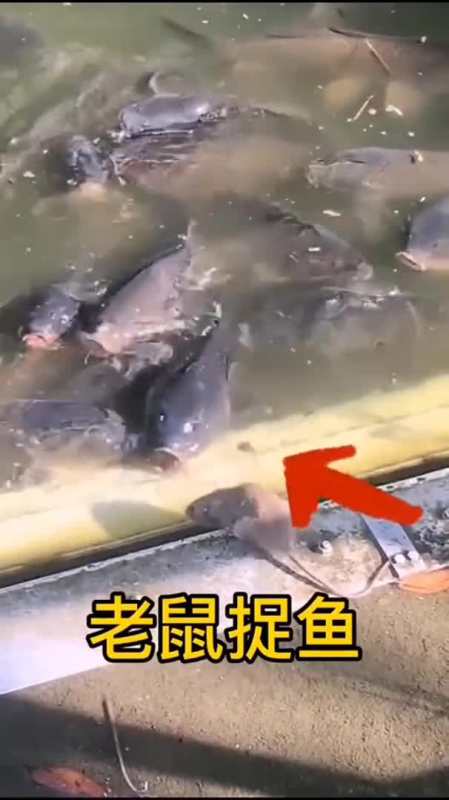 老鼠太大胆了想吃大鲤鱼最后被鱼一口吃了