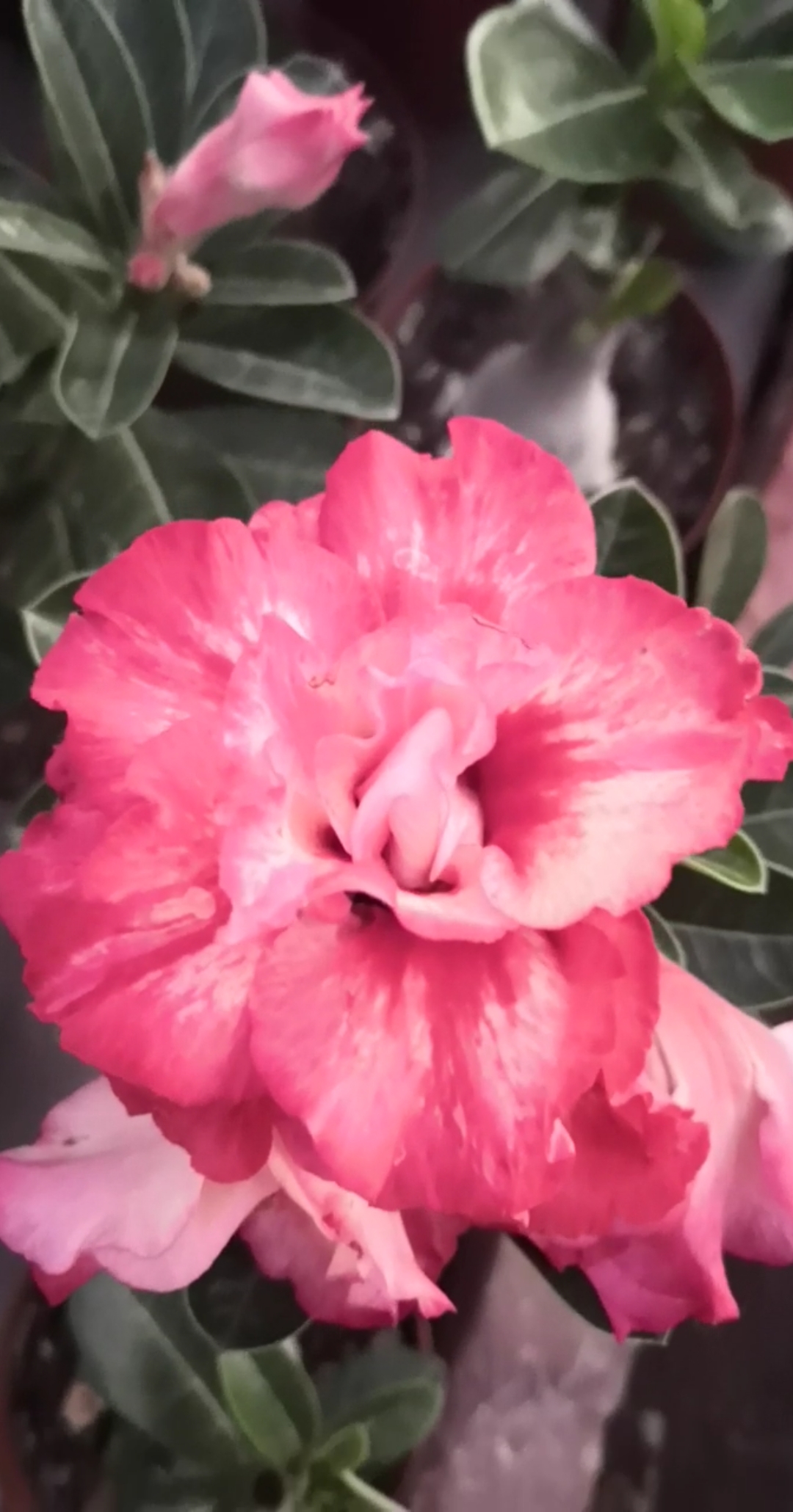 凯撒大帝,满满的花苞,超赞哦!#沙漠玫瑰#绿植#花卉#盆栽#赏花