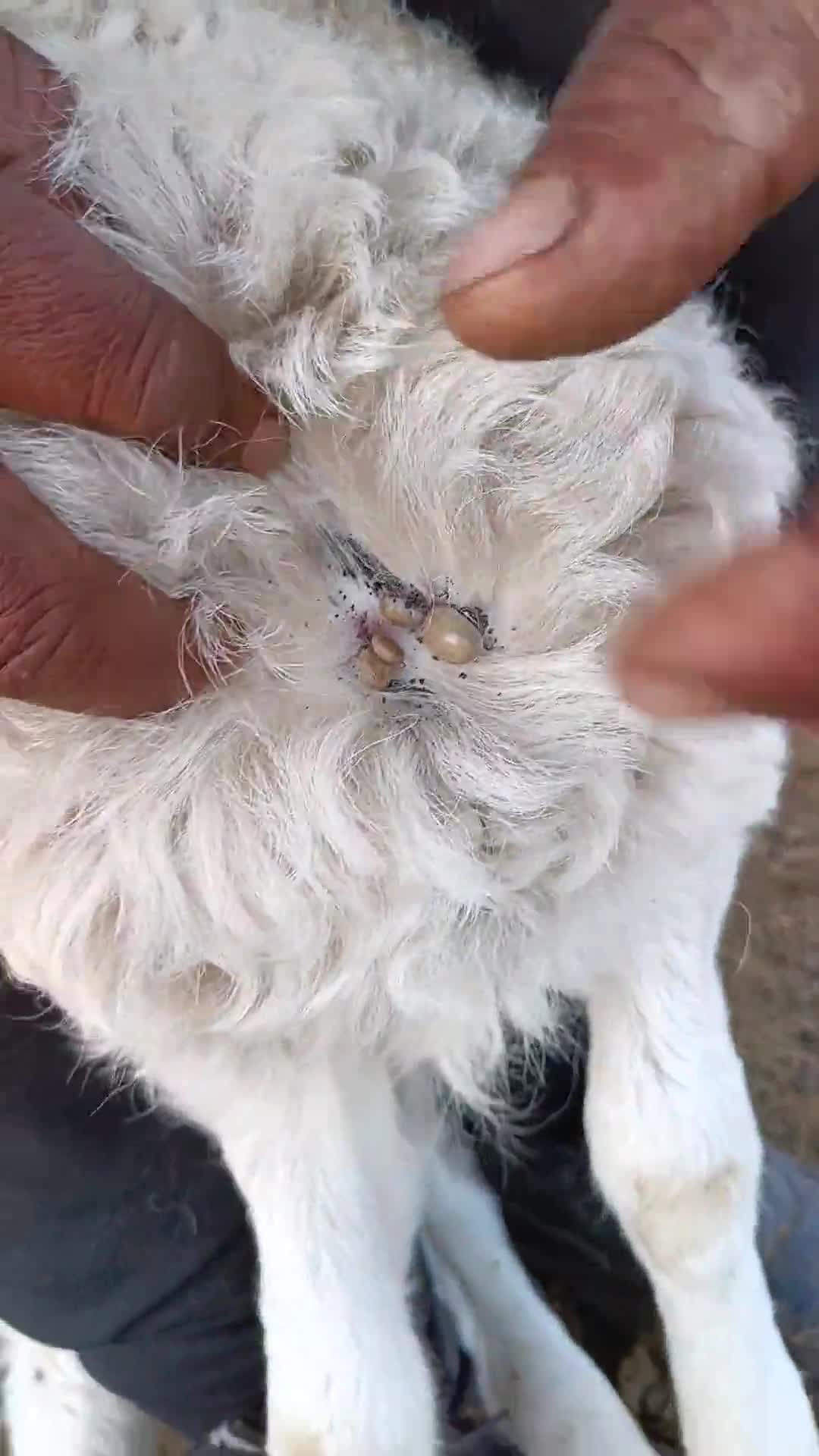 今年的草爬子也太多了,这是要吃羊的节奏