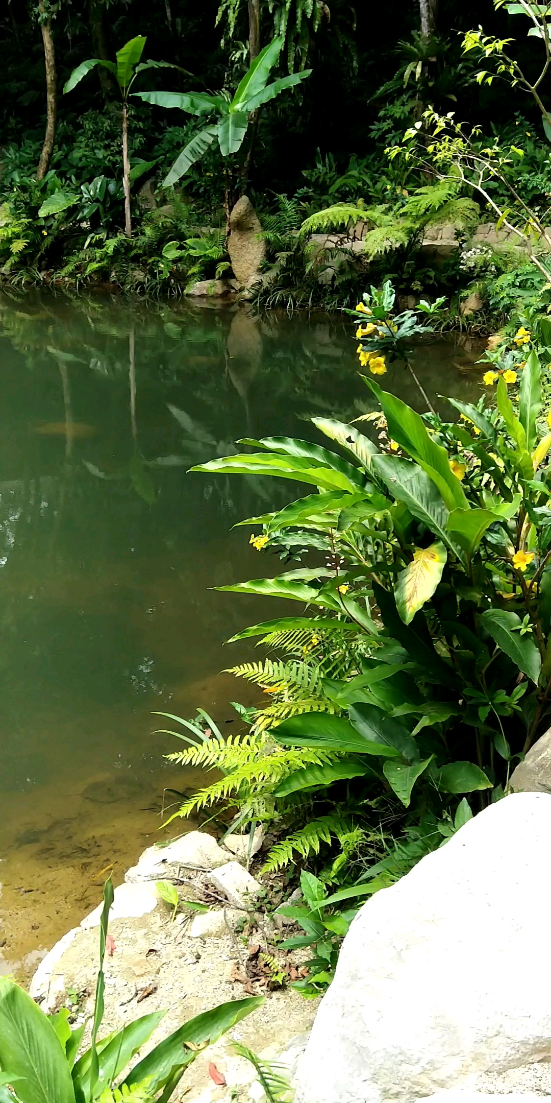 百花岭景色之三:天池