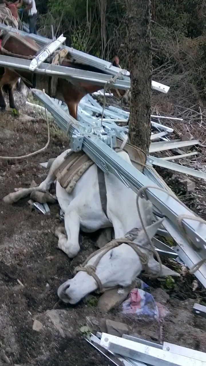 进山采痔疮草药,遇见一匹累趴下的马,它的主人已经放弃它了,该怎么办