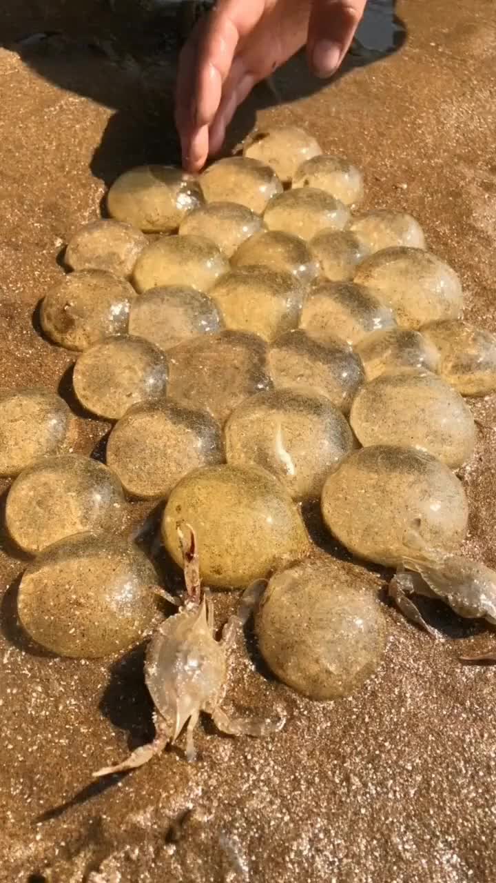 在海边,这样的泥螺卵特别多,马上就要孵化了