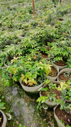 四季早生树葡萄小苗