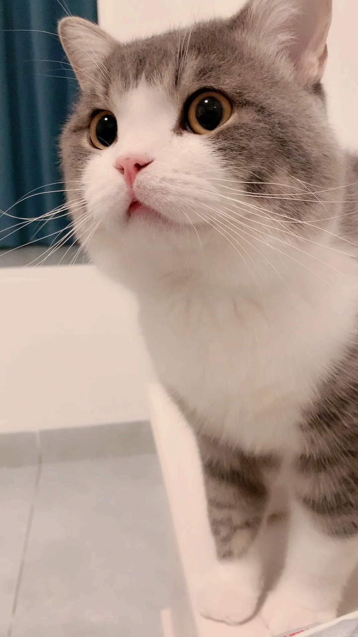 猫#这么好看的猫  居然想对我图谋不轨